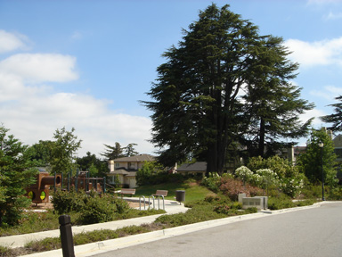 The park- SJC Front Lawn